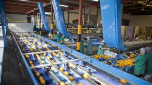 LA MÁQUINA LA TRITURÓ