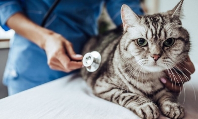 Veterinario revisa a un gato.