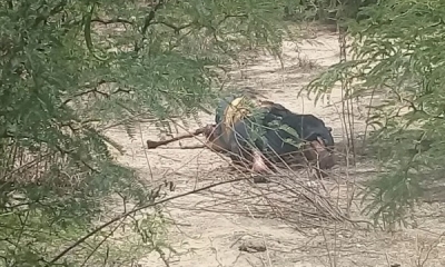 Partes del cuerpo de la mujer encontrada en Tarata/Foto. FELCC