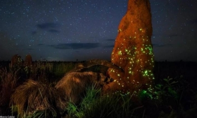 Descalifican una imagen ganadora del premio de fotografía de la naturaleza porque el animal no estaba vivo