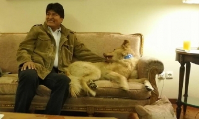 Ringo fue adoptado por Evo Morales/Foto. RRSS