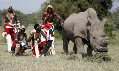 Los se congregan junto al último macho de rinoceronte blanco del norte en el parque nacional de Laikipia, Kenia. Foto: RT