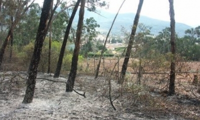 Un gran cantidad de bosques fueron consumidos por las llamas. Foto: EL DEBER