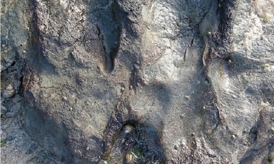 Las autoridades realizaban una visita escolar cuando descubrieron que la otrora impactante huella de un dinosaurio había sido violentada