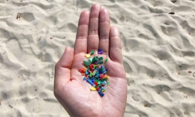 Los microplásticos se sumarían a otras perturbaciones a las que ya está sometida esta especie de peces actualmente por causa del ser humano. 