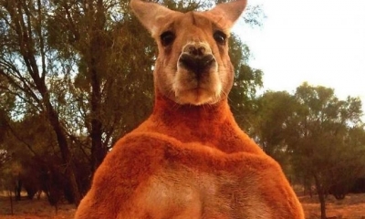 Australianos despiden al canguro Roger, el más musculoso (Foto: EFE /VANGUARDIA LIBERAL)