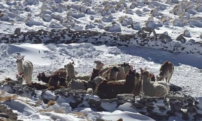 Los grupos de rescate se movilizaron con equipo pesado/Foto. RP