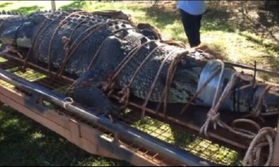 El gigante cocodrilo fue capturado este lunes. Foto: RRSS