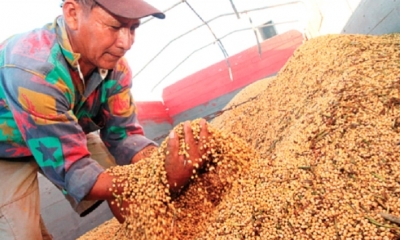 El país es un jugador pequeño en el negocio de la soya. Los productores piden biotecnología. Foto: EL DEBER