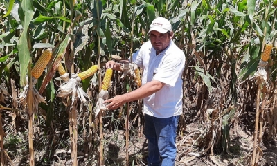 El país tiene la oportunidad de dejar de ser importador de grano de maíz 
