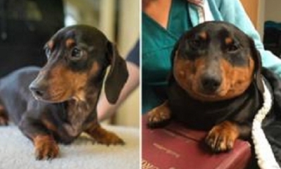 Trevor, un perro salchicha de cuatro años, quedó hinchado después de desarrollar una condición extraña. Foto: BBC
