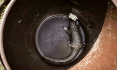 Un bebé pangolín, fotografiado en una aldea a las afueras de Bopolu, en Liberia