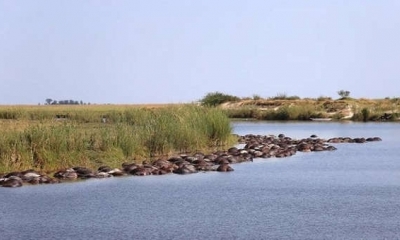 Una hipótesis es que los animales acabaron en el río huyendo de depredadores, pero no lograron volver a tierra.
