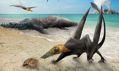 El hallazgo corresponde al más antiguo pterosaurio encontrado hasta el momento en Chile