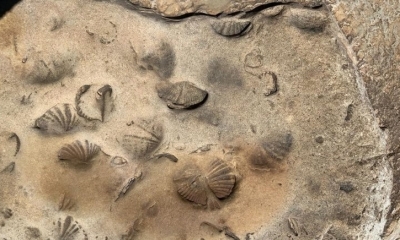 Los restos fósiles encontrados en el Tipnis. Foto: Ministerio de Medio Ambiente y Agua