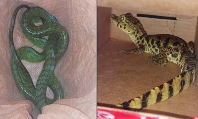 Los animales rescatados. | Pofoma