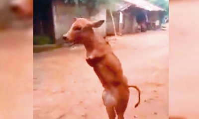 El animal, que no tiene patas delanteras, mira con total incomodidad mientras se tambalea sobre sus dos extremidade