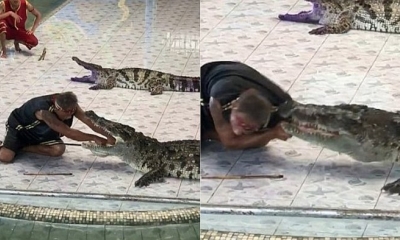 El hombre metió su brazo en la boca del animal como parte del show que presentaba