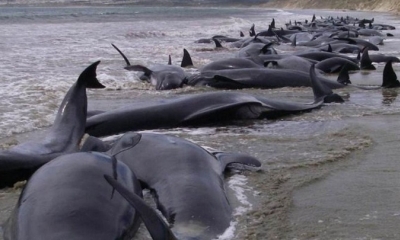 145 ballenas piloto murieron