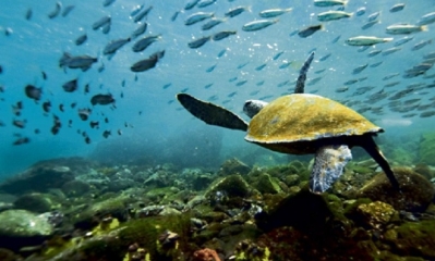 Islas Galápagos/Foto. RRSS