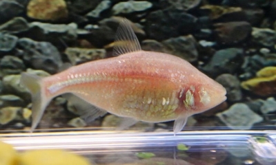La obesidad permite a estos peces sobrevivir cuando hay comida (Zachary Zakibe)