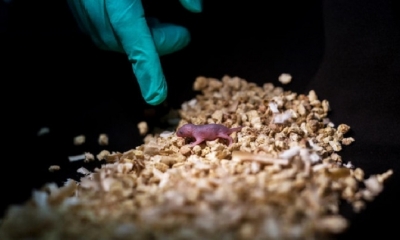 En el experimento también nacieron crías de ratón de dos padres, como la que aparece en la imagen, pero solo sobrevivieron 48 horas.