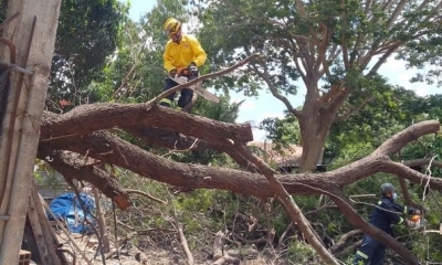 arboles caídos, provocado por fuertes vientos 