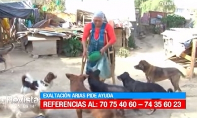 La señora pide ayuda para para sus perritos/Foto. Captura de pantalla