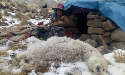 La nevada registrada desde el viernes al domingo generaron la pérdida de miles de cabezas de ganado. Foto: Erbol