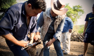 Gobernador Regional, participa en Vacunación Animal.