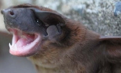 Fotografía cedida por el Instituto Nacional de Biodiversidad de una nueva especie de murciélago 