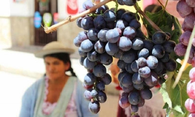 Los viticultores del valle central de Tarija prevén generar 140 millones de dólares como resultado de la Cadena Productiva Uva, Vinos y Singanis 