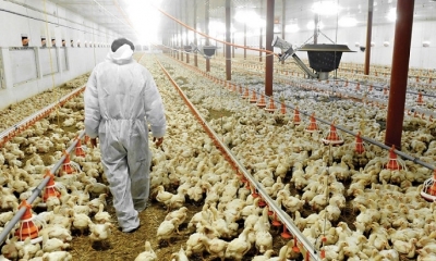 La situación económica del sector avícola es delicada debido a la emergencia por la pandemia del coronavirus (Covid-19)