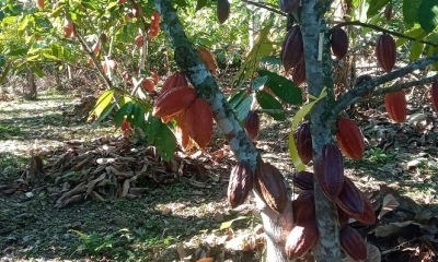 Cacao boliviano