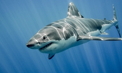 Reaparece de forma inesperada el tiburón más grande del mundo: dónde y de qué año es