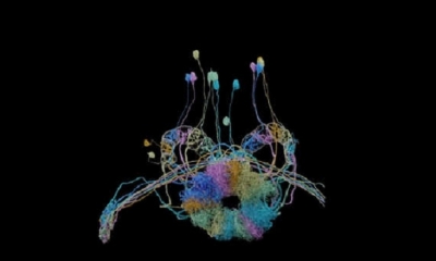 Así es el mapa 3D de un cerebro más preciso hasta el momento. | Fuente: Captura