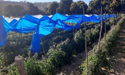 Los viñedos dañados por la helada en Omereque. | APG