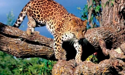 Jaguar: Especie en peligro de extinción.