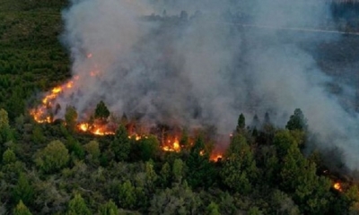 Productores forestales y agropecuarios han negado ser responsables del desastre. 