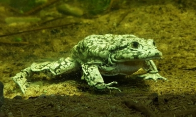 Estas especies fueron criadas en cautiverio en el Parque Zoológico Huachipa. | Fuente: AFP