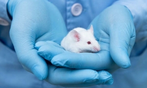 Japón permite a una universidad experimentar con embriones híbridos de humanos y ratones. | Fuente: iStock/Referencial | Fotógrafo: unoL