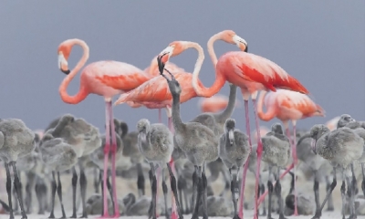 Un flamenco rosado caribeño alimenta a un pollito en Yucatán, México.