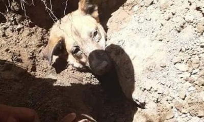 Efectivos policiales durante las labores de rescate. | Lazo Animal Tarija
