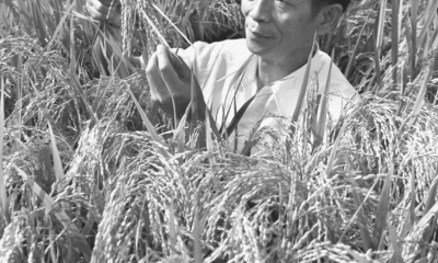 Yuan Longping, 