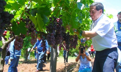 Alcalde Municipal apoya la Cosecha de Uva 