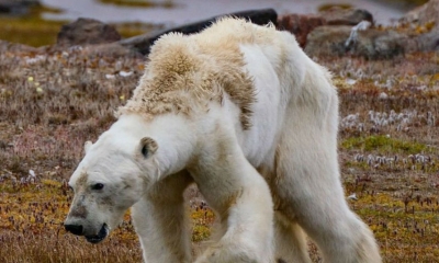 El calentamiento global está derritiendo el hielo, por lo que genera una reacción en cadena sobre cómo los osos polares pueden sobrevivir/Foto. RRSS