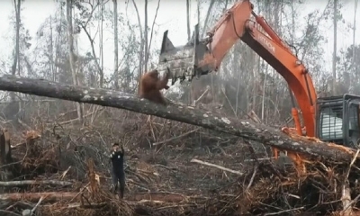 Orangután se enfrentó a una máquina para proteger su árbol. | Fuente: Twitter @verukawww