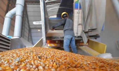 Emapa coadyuva a los pequeños y medianos productores con la entrega del maíz 
