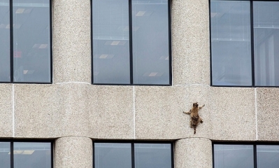 Un mapache trepa 23 pisos de un rascacielos en EE.UU. Foto: RRSS