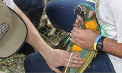 La tenencia y comercialización de animales silvestres es ilegal
